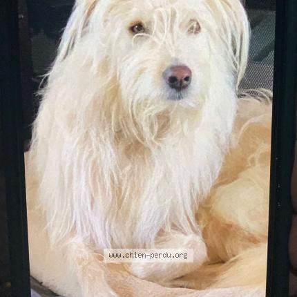 Foto 1/1 Hond teruggevonden Vermist in Walhain