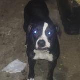 Picture of dog lost at Maryland Heights