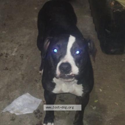 Photo 1/1 Candy Cane Chien lost in Maryland heights