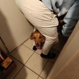 Picture of dog found at Pontcharra Auvergne Rhone Alpes