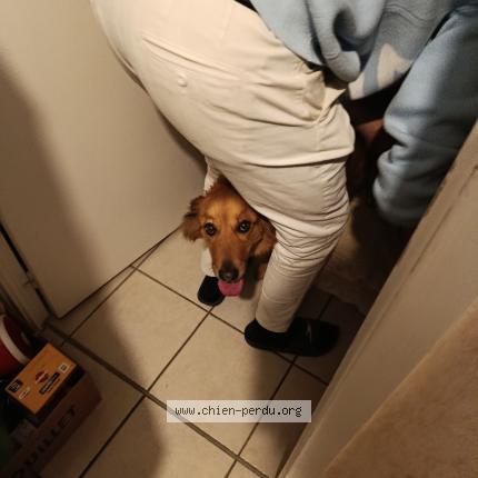 Photo 1/1 Found dog Found in Pontcharra auvergne rhone alpes