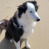 Picture of dog lost at Bou