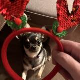 Picture of dog lost at Val D Isere