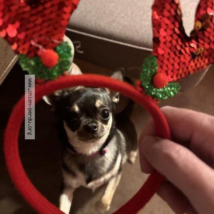 Photo 1/1 Mustique Chien lost in Val d isere