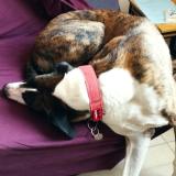 Picture of dog lost at La Mure