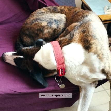 Photo 1/1 PACO Chien lost in La mure