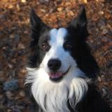 Picture of dog lost at Breitenbach