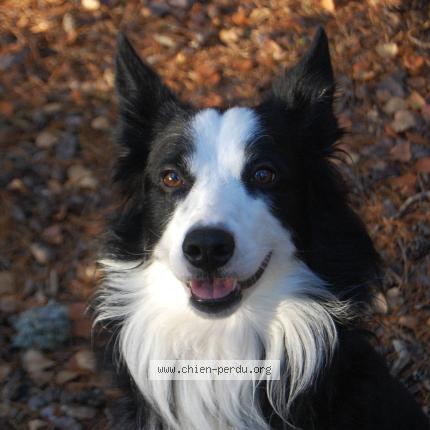 Photo 1/1 Sako Chien lost in Breitenbach