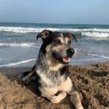 Picture of dog lost at Auterive