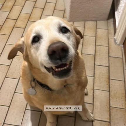Photo 1/1 Found dog Found in Salses C Le Chateau