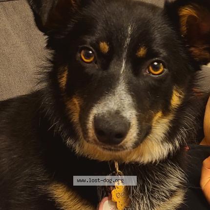 Photo 1/1 Reunited dog Lost in Washington terrace