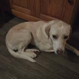 Picture of dog found at Castres