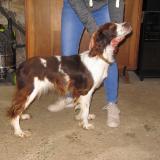 Picture of dog lost at Saint Vincent En Bresse