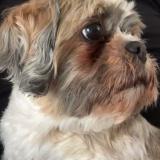 Picture of dog lost at Saint Brieuc