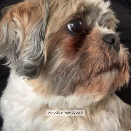 Photo 1/1 Raya Chien lost in Saint brieuc