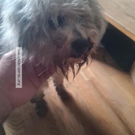Photo 1/1 Found dog Found in Fenouillet