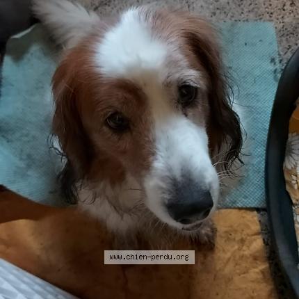 Photo 1/1 Found dog Found in Wy