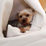 Picture of dog lost at Peyrole