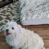 Picture of dog lost at Turlock