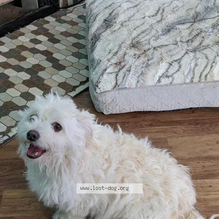 Photo 1/1 Snowball Chien lost in Turlock