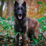 Picture of dog lost at Sin Ld Noble