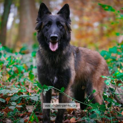 Photo 1/1 Railey Chien lost in Sin ld noble