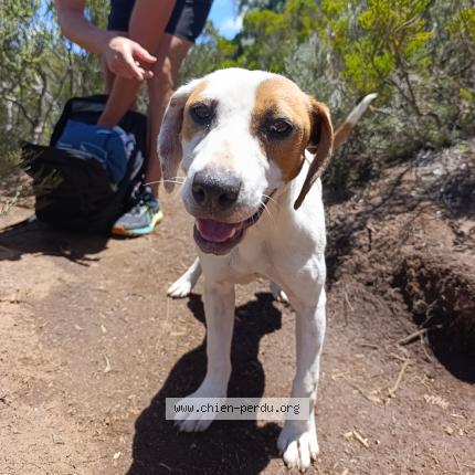 Photo 1/1 Found dog Found in Tampon