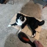 Picture of dog lost at Rohrwiller