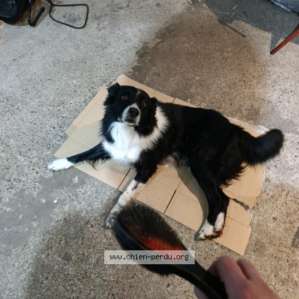 Photo 1/1 Jack Chien lost in Rohrwiller