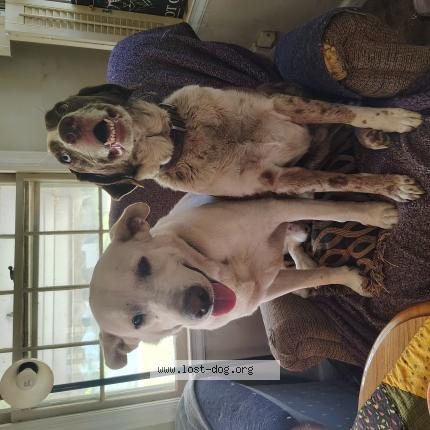 Photo 1/1 Reunited dog Lost in Tulsa