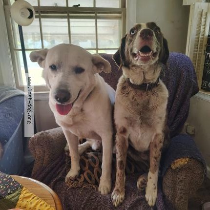 Photo 1/1 Reunited dog Lost in Tulsa