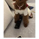 Picture of dog lost at Paris