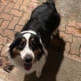 Picture of dog lost at Ault