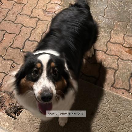 Photo 1/1 utopi Chien lost in Ault