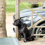 Picture of dog lost at Montfermeil