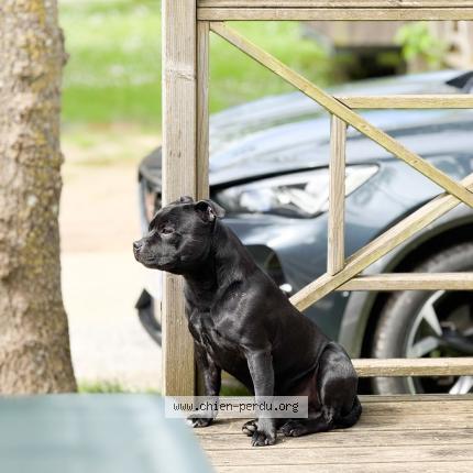 Photo 1/1 Wesley Chien lost in Montfermeil