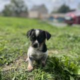 Picture of dog lost at Velles