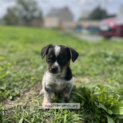 Photo 1/1 Milou Chien lost in Velles