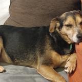 Picture of dog lost at Lempdes