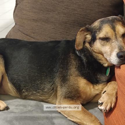 Photo 1/1 Dereck Chien lost in Lempdes