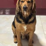 Picture of dog lost at Argenteuil