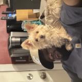 Picture of dog lost at Bryant