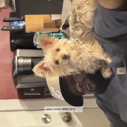 Photo 1/1 Zuri Chien lost in Bryant