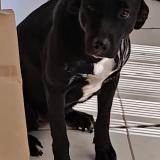 Picture of dog lost at Cadet Baillif