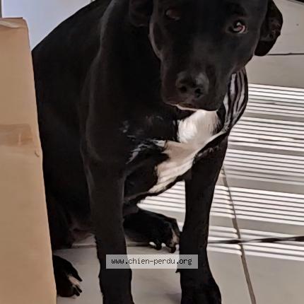 Photo 1/1 Mushue Chien lost in Cadet baillif