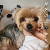 Picture of dog lost at La Batie Montsaleon