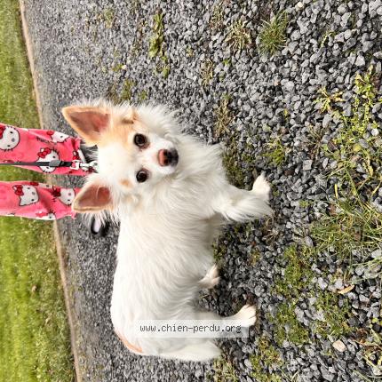 Foto 1/1 Hond teruggevonden Gevonden in Erquelinnes