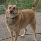 Picture of dog lost at Aiguillon