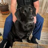 Picture of dog lost at Bouloc En Quercy