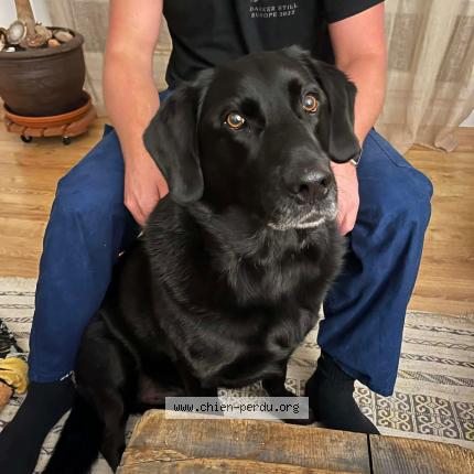 Photo 1/1 Marley Chien lost in Bouloc en quercy